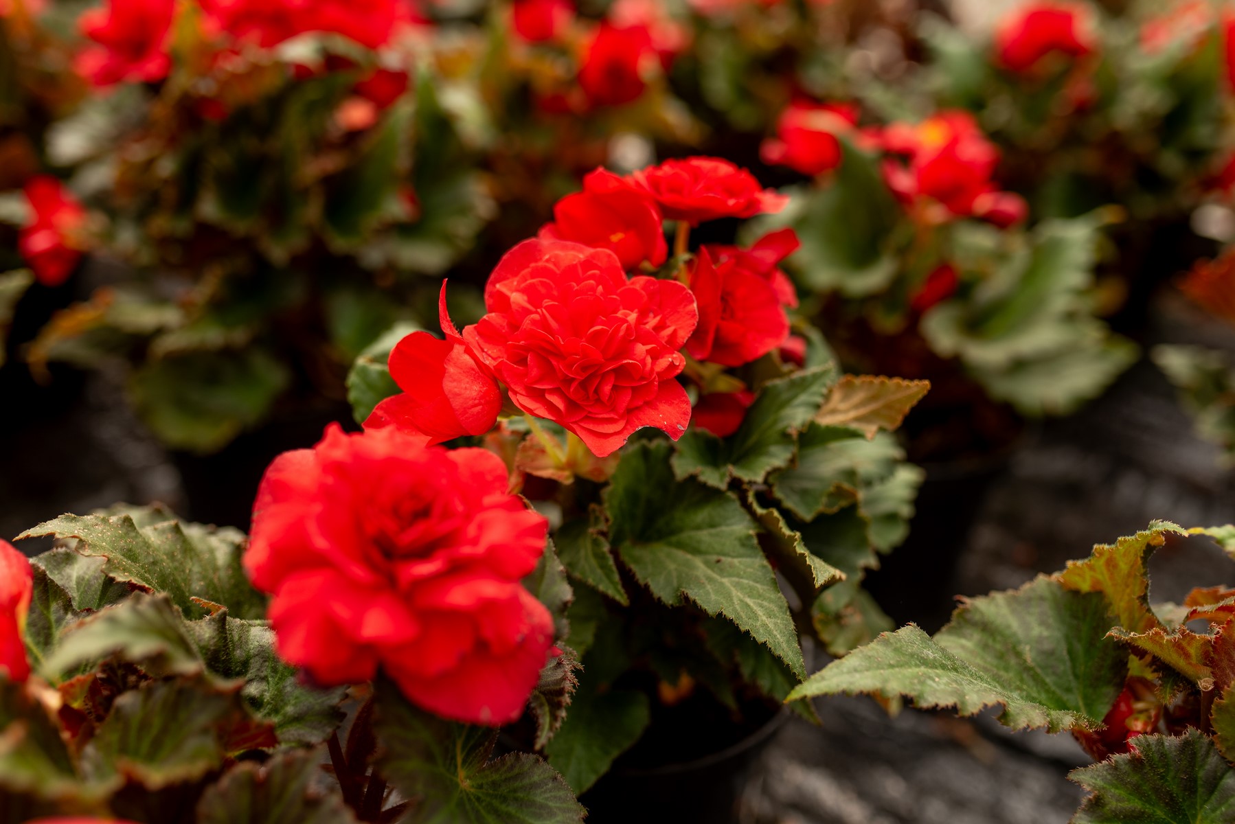 begonia bulwiasta czerwona z ciemno zielonym lisciem